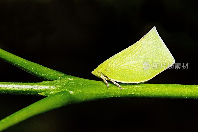 鱼雷bug (Siphanta Acuta)在分支上。